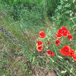 Mohn, Mohn und Mohn immer mal wieder 🤗