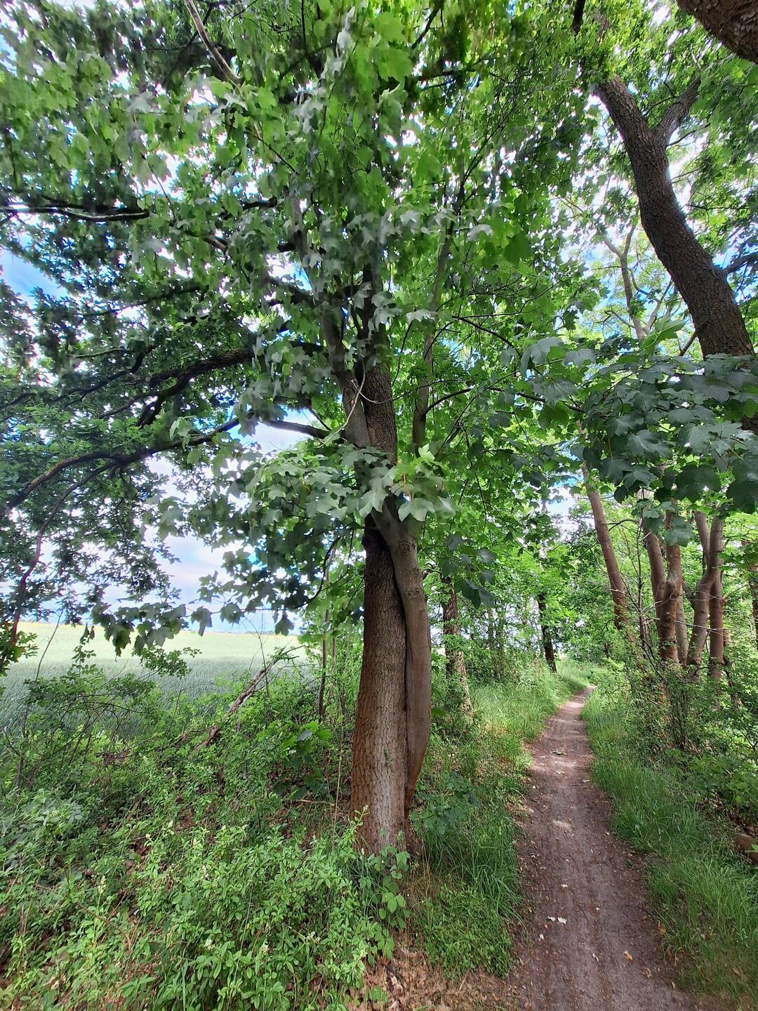 Eiche und Ahorn eng umschlungen am Feldweg