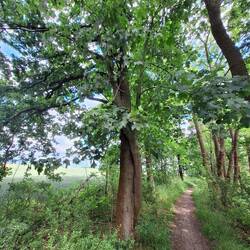 Eiche und Ahorn eng umschlungen am Feldweg