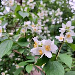 Falscher Jasmin