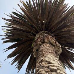Palm tree