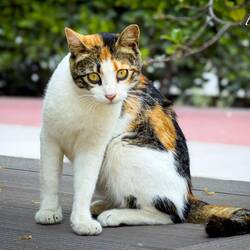 Kitty Kat staring me down — Bayraklı, İzmir.