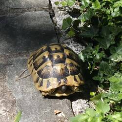 Achtung Schildkröte
