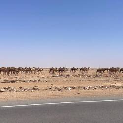 Eine wilde Kamelherde zieht vorbei 🐪