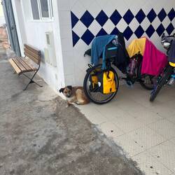 Süße Hündin bewacht unsere Fahrräder