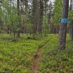 Die letzte Wanderung nördlich des Polarkreises. Runde um den Talvatissjön.