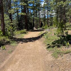 The hike was a mix of ground plants and trees
