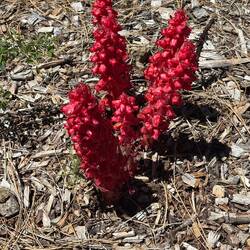 Wild flower - snow plant