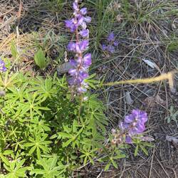 Lupin flower