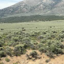 Ranch in Ely