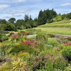 Patricia Green Cellars