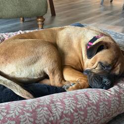 Penelope