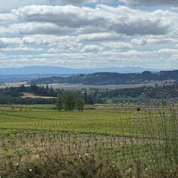 View from a winery - reminds me of Italy
