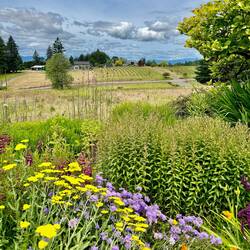 Bethel Heights Vinyard