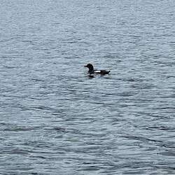 Not sure what kind of bird or duck this is.