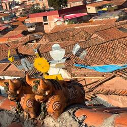 Bulls on the roof