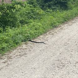 Very big snake-non poisonous