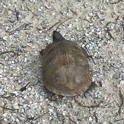 Slow turtle crossing