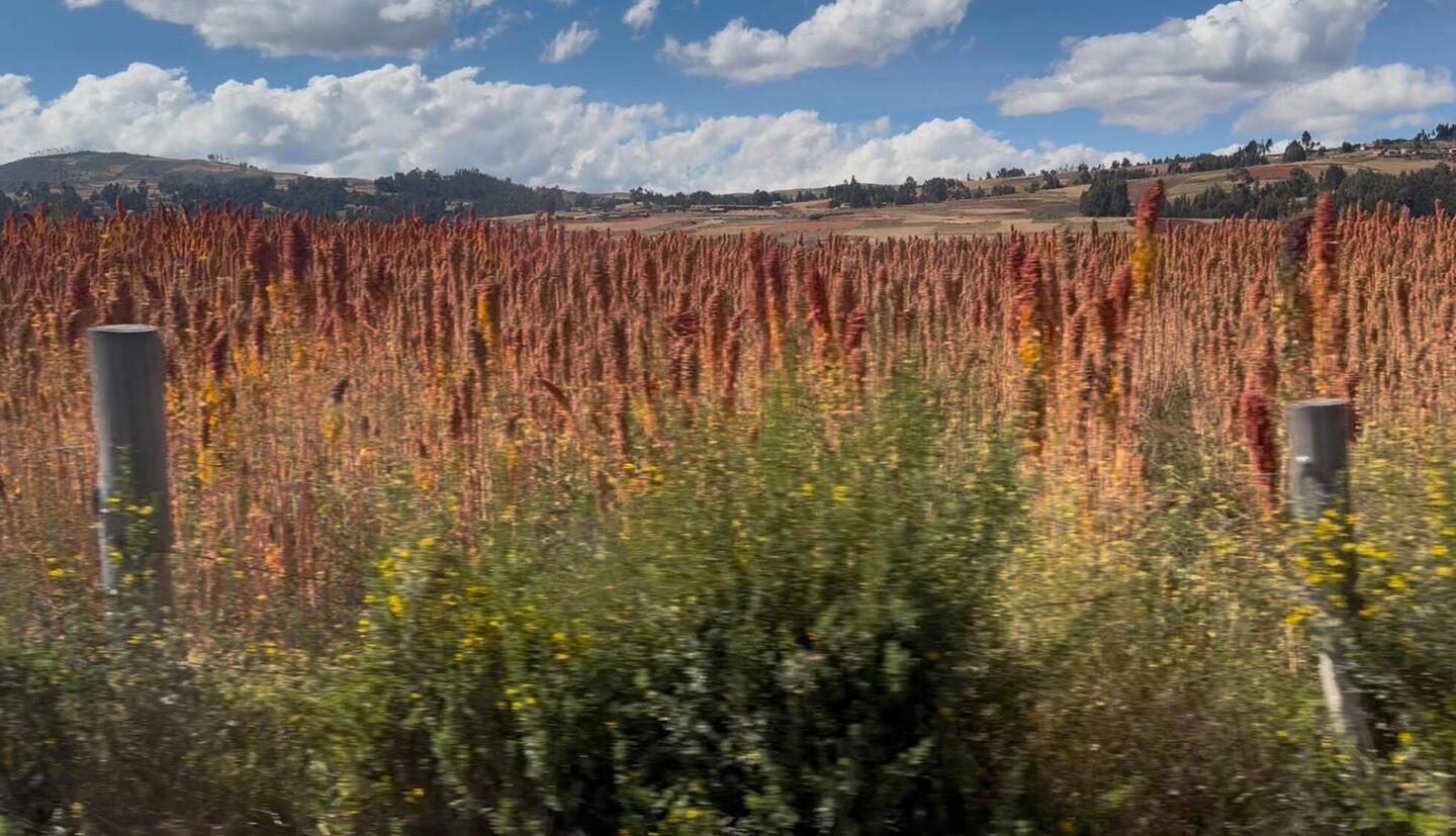 Quinoa