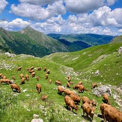 Das Vieh ist bereits auf der Alp