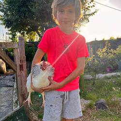 Aniel et ses nouvelles poules