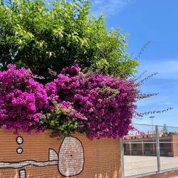 Bougainvilliers éclatants en filant vers Carcadeu