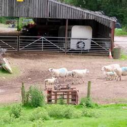 Direkt neben der Abtei eine Schaffarm