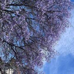 Palisanderholzbaum = Jacaranda mimosifolia