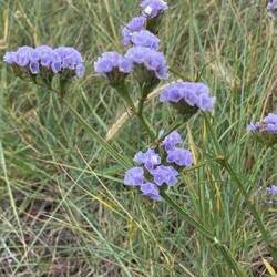 Limonium sinuatum= Strandflieder