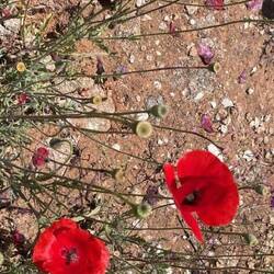 Klatschmohn = Papaver rhoeas