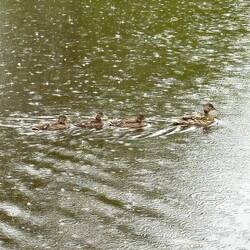 Un vrai temps de canards 🦆