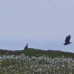 Leider unscharfe Adler
