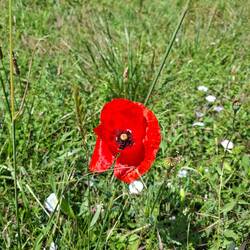Solitär Klatschmohn