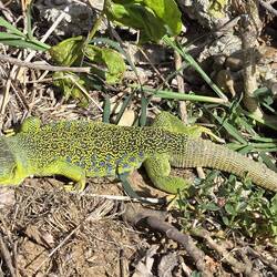 Saw one of these guys a couple times - Iberian lizard