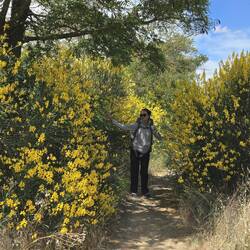 Erica - scotchbroom lined path
