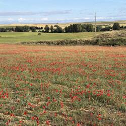 Poppy fields