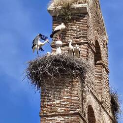 Stork nests walking into León