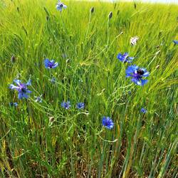 Überall wachsen Wildblumen im Getreide