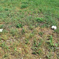 Champignons auf einer Wiese