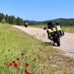 Einen Stopp für die Blumen machen