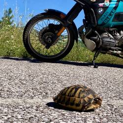 Zwischendurch eine Schildkröte retten