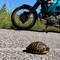 Zwischendurch eine Schildkröte retten