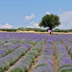 Verwilderte Lavendel Felder
