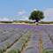 Verwilderte Lavendel Felder