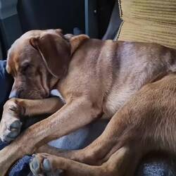 🤣🤣🤣🥰🤣🤣🤣 wenn sogar der hund weiss was fika heisst🤣 ⚠️ton an⚠️
