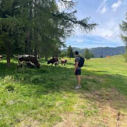 Linc with the cows