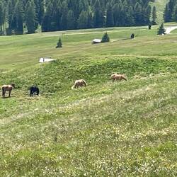 Horses