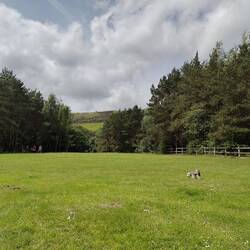 Leo loved the wide open area of short grass