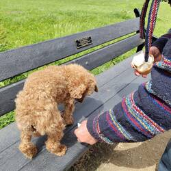 Will fetched him back, returning with ice creams for us & a pupcup for them