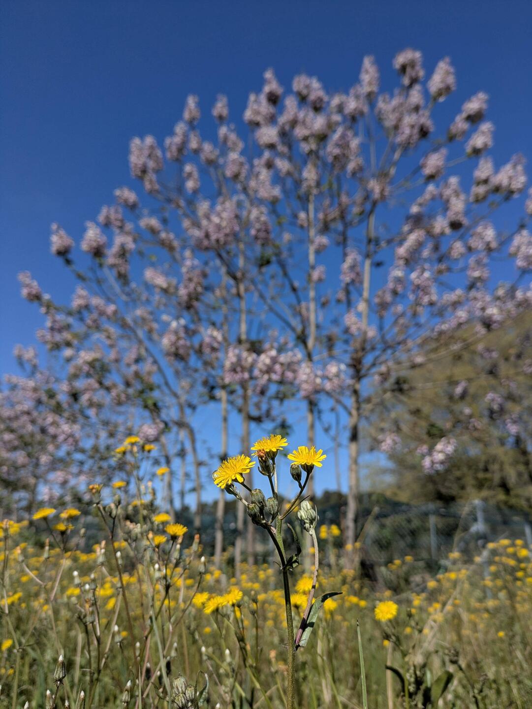 The terreno is blooming 🏵️
